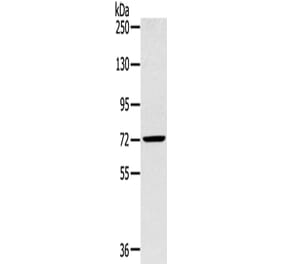 SLC27A5 Antibody from Signalway Antibody (43145) - Antibodies.com