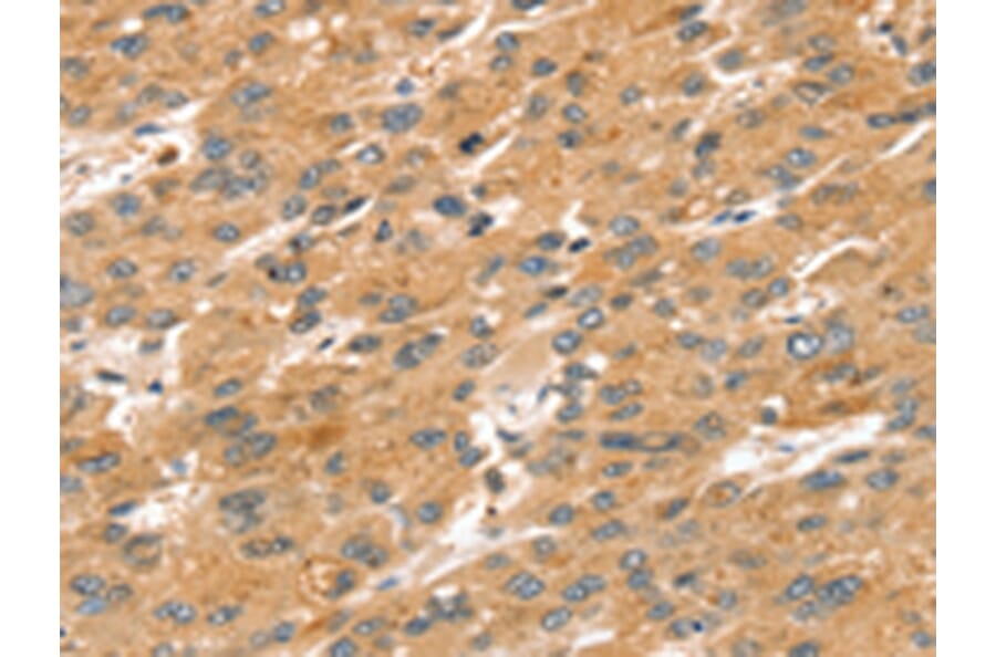 Immunohistochemistry - SPATA18 Antibody from Signalway Antibody (43147) - Antibodies.com