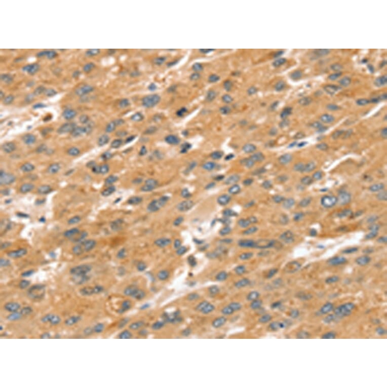 Immunohistochemistry - SPATA18 Antibody from Signalway Antibody (43147) - Antibodies.com