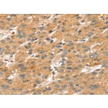Immunohistochemistry - SPATA18 Antibody from Signalway Antibody (43147) - Antibodies.com