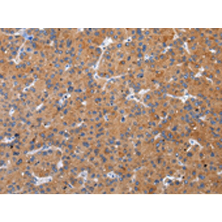 Immunohistochemistry - ZFAND2A Antibody from Signalway Antibody (43205) - Antibodies.com