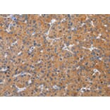 Immunohistochemistry - ZFAND2A Antibody from Signalway Antibody (43205) - Antibodies.com