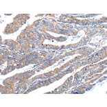 Immunohistochemistry - ZFAND2A Antibody from Signalway Antibody (43205) - Antibodies.com