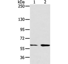 ATG16L1 Antibody from Signalway Antibody (43247) - Antibodies.com