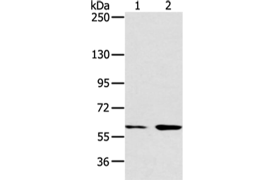 ATG16L1 Antibody from Signalway Antibody (43247) - Antibodies.com
