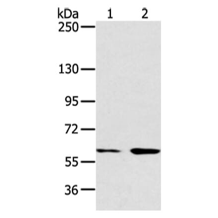 ATG16L1 Antibody from Signalway Antibody (43247) - Antibodies.com