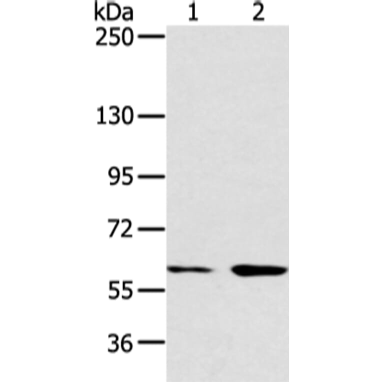 ATG16L1 Antibody from Signalway Antibody (43247) - Antibodies.com
