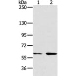 ATG16L1 Antibody from Signalway Antibody (43247) - Antibodies.com