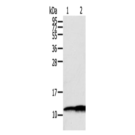 S100A11 Antibody from Signalway Antibody (43327) - Antibodies.com