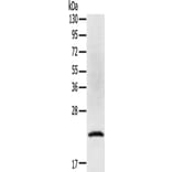 TP53I11 Antibody from Signalway Antibody (43423) - Antibodies.com