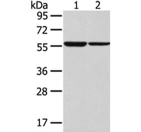 SLC7A11 Antibody from Signalway Antibody (43437) - Antibodies.com