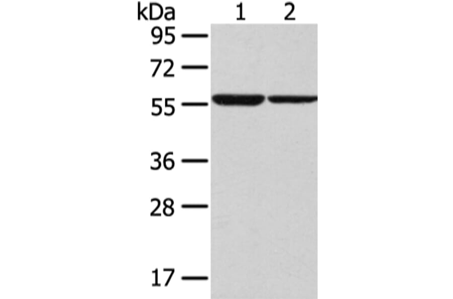 SLC7A11 Antibody from Signalway Antibody (43437) - Antibodies.com