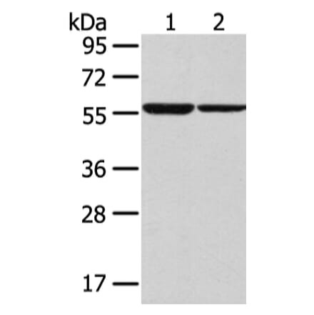 SLC7A11 Antibody from Signalway Antibody (43437) - Antibodies.com