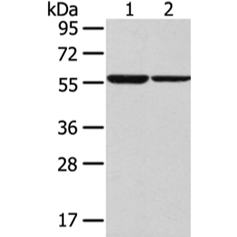 SLC7A11 Antibody from Signalway Antibody (43437) - Antibodies.com
