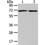 ARFGAP2 Antibody from Signalway Antibody (43440) - Antibodies.com