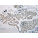 Immunohistochemistry - ARFGAP2 Antibody from Signalway Antibody (43440) - Antibodies.com