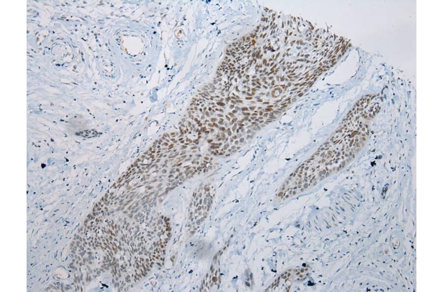 Immunohistochemistry - ARFGAP2 Antibody from Signalway Antibody (43440) - Antibodies.com