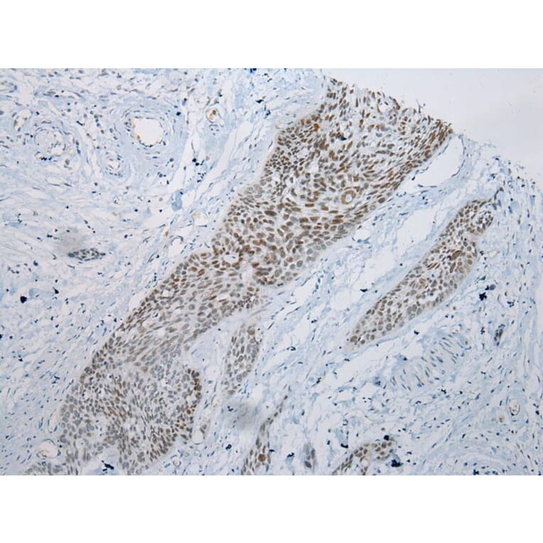 Immunohistochemistry - ARFGAP2 Antibody from Signalway Antibody (43440) - Antibodies.com