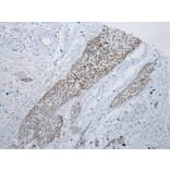Immunohistochemistry - ARFGAP2 Antibody from Signalway Antibody (43440) - Antibodies.com