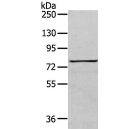 COLEC12 Antibody from Signalway Antibody (43450) - Antibodies.com