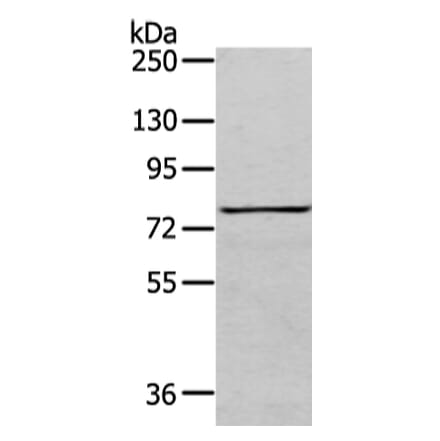 COLEC12 Antibody from Signalway Antibody (43450) - Antibodies.com