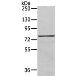COLEC12 Antibody from Signalway Antibody (43450) - Antibodies.com