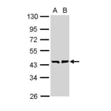 GDP-mannose 4,6-dehydratase antibody from Signalway Antibody (23004) - Antibodies.com