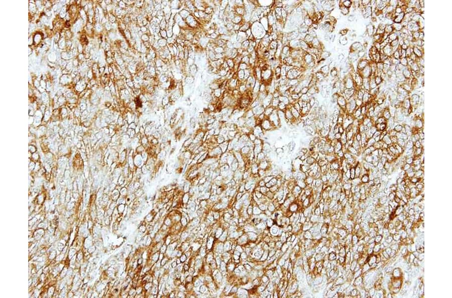 Immunohistochemistry - GDP-mannose 4,6-dehydratase antibody from Signalway Antibody (23004) - Antibodies.com
