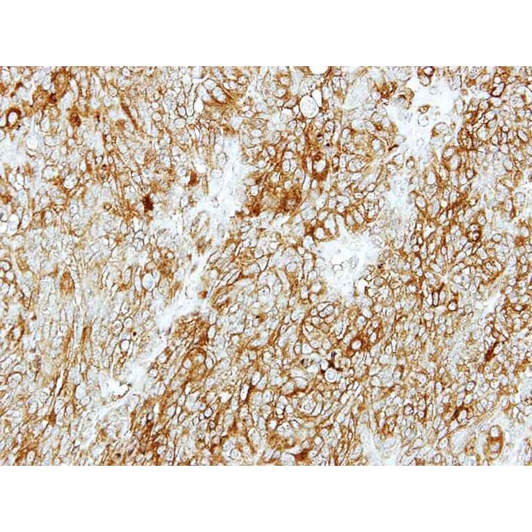 Immunohistochemistry - GDP-mannose 4,6-dehydratase antibody from Signalway Antibody (23004) - Antibodies.com