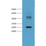 Western blot - Galectin-3 Mouse Monoclonal Antibody from Signalway Antibody (37995) - Antibodies.com