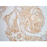 Galectin-3 Mouse Monoclonal Antibody from Signalway Antibody (37995) - Antibodies.com