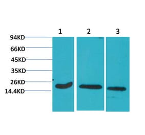 Western blot - Active Caspase-3 Monoclonal Antibody from Signalway Antibody (40491) - Antibodies.com