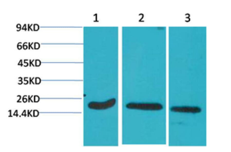 Western blot - Active Caspase-3 Monoclonal Antibody from Signalway Antibody (40491) - Antibodies.com