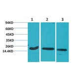 Western blot - Active Caspase-3 Monoclonal Antibody from Signalway Antibody (40491) - Antibodies.com