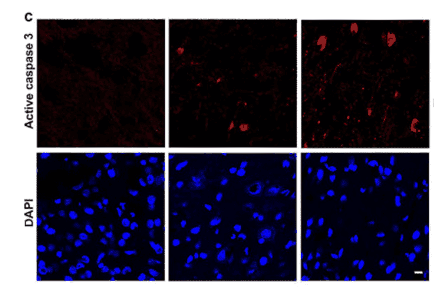Immunofluorescnece - Anti-Active Caspase-3 Antibody - Antibodies.com