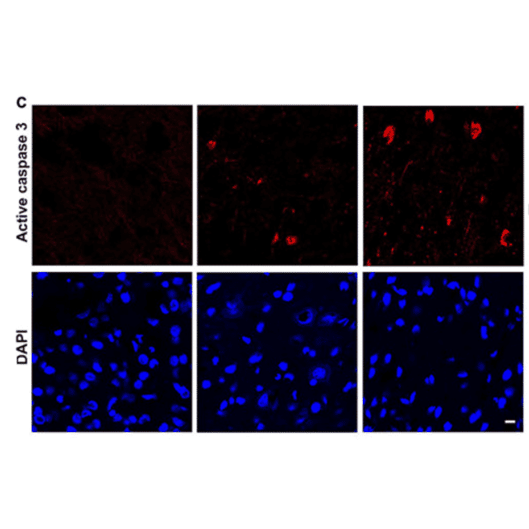 Immunofluorescnece - Anti-Active Caspase-3 Antibody - Antibodies.com