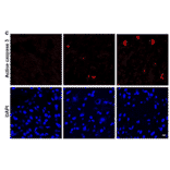Immunofluorescnece - Anti-Active Caspase-3 Antibody - Antibodies.com
