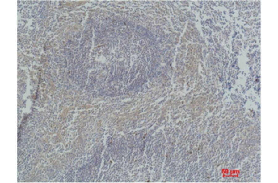 Immunohistochemistry - Active Caspase-3 Monoclonal Antibody from Signalway Antibody (40491) - Antibodies.com