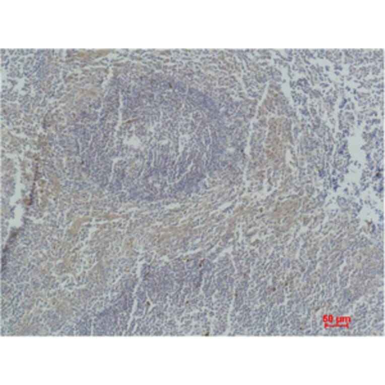 Anti-Active Caspase-3 Antibody (A36943) | Antibodies.com