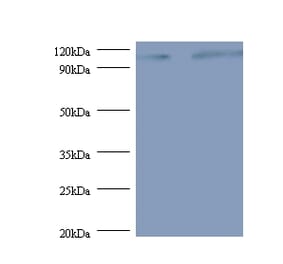 Exostosin-like 3 Polyclonal Antibody from Signalway Antibody (42385) - Antibodies.com