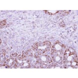 Immunohistochemistry - CYFIP2 antibody from Signalway Antibody (22012) - Antibodies.com