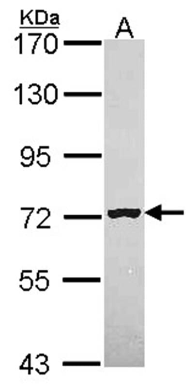 Sample (30 µg of whole cell lysate)  Hela 7.5% SDS PAGE MAN1B1 antibody diluted at 1: 1000