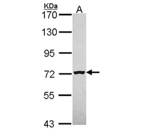 MAN1B1 antibody from Signalway Antibody (22044) - Antibodies.com