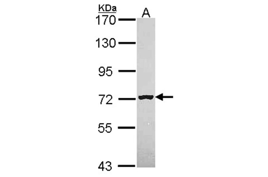 MAN1B1 antibody from Signalway Antibody (22044) - Antibodies.com