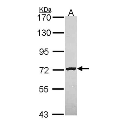 MAN1B1 antibody from Signalway Antibody (22044) - Antibodies.com