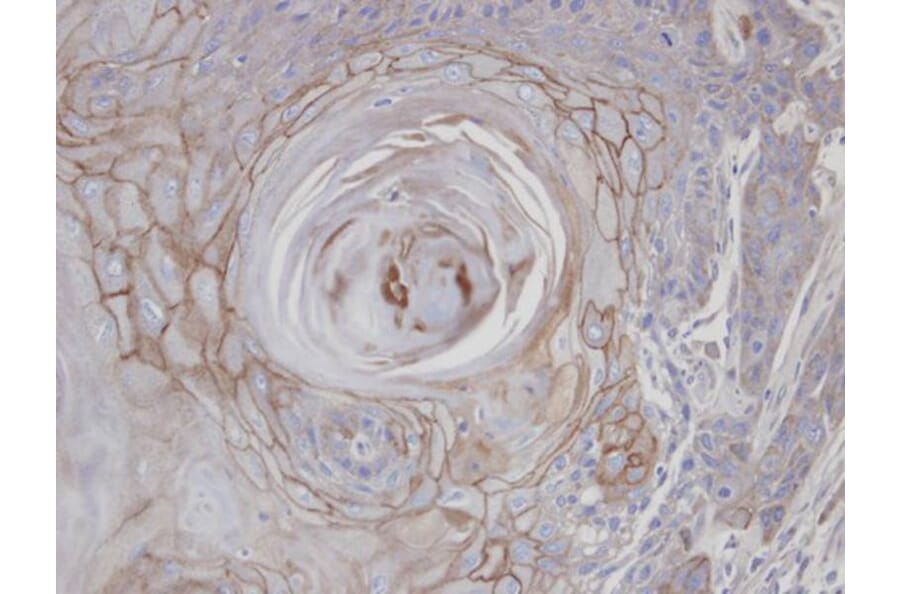 Immunohistochemistry - MAN1B1 antibody from Signalway Antibody (22044) - Antibodies.com
