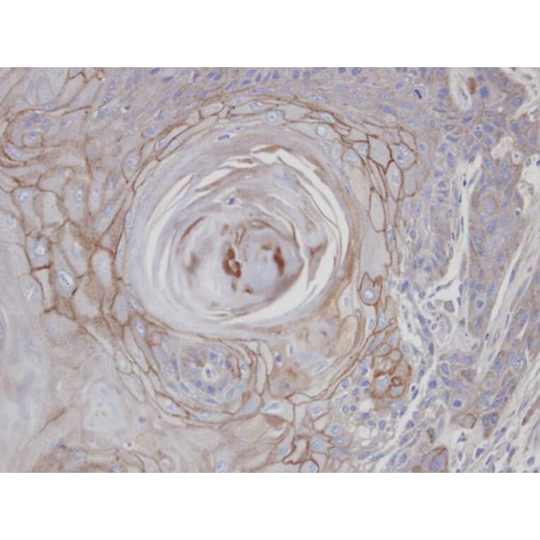 Immunohistochemistry - MAN1B1 antibody from Signalway Antibody (22044) - Antibodies.com