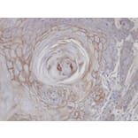 Immunohistochemistry - MAN1B1 antibody from Signalway Antibody (22044) - Antibodies.com