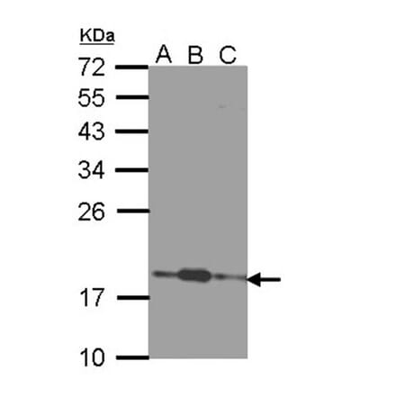 COMMD7 antibody from Signalway Antibody (22067) - Antibodies.com