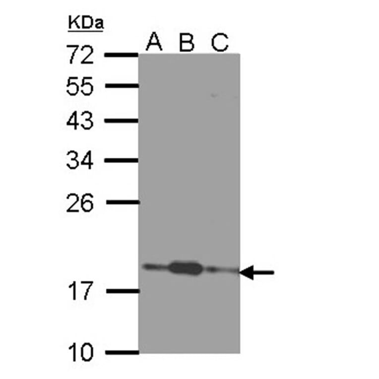 COMMD7 antibody from Signalway Antibody (22067) - Antibodies.com